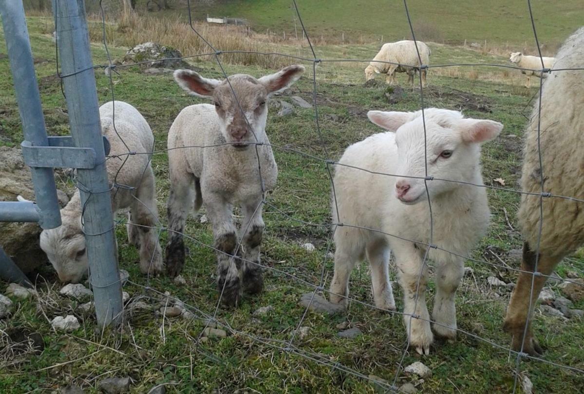 Le Bon Air Est Dans Le Pre Daire Champagnac  Dış mekan fotoğraf